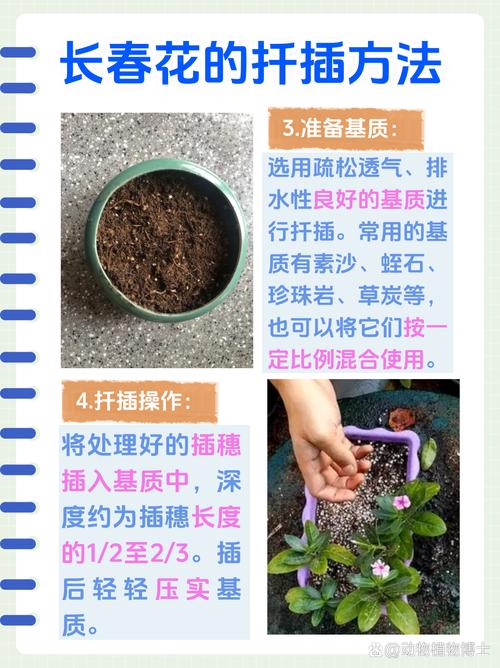 长春花的扦插繁殖方法（长春花怎么扦插,几月份扦插）-第2张图片-花花知道网