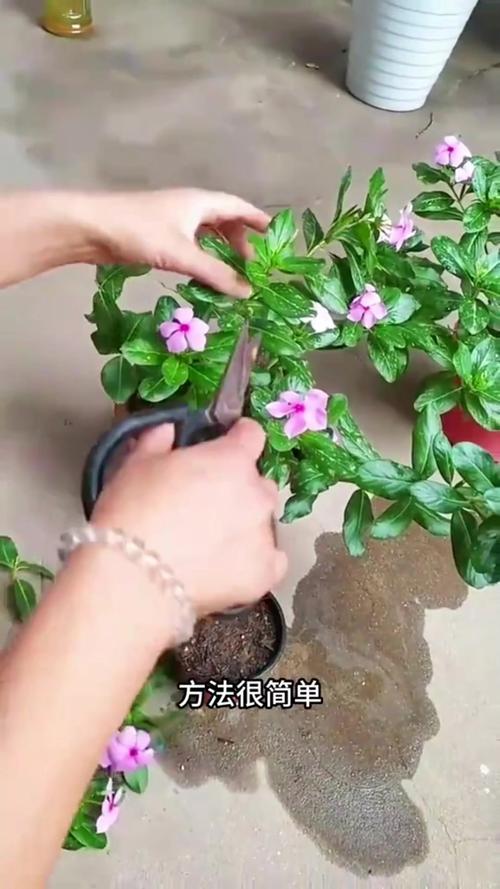 长春花的扦插繁殖方法（长春花怎么扦插,几月份扦插）-第3张图片-花花知道网