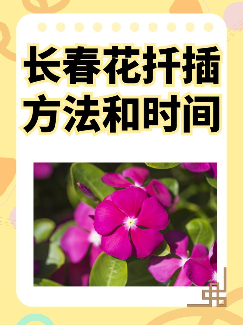 长春花的扦插繁殖方法（长春花怎么扦插,几月份扦插）-第4张图片-花花知道网