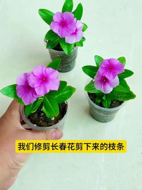 长春花的扦插繁殖方法（长春花怎么扦插,几月份扦插）-第5张图片-花花知道网