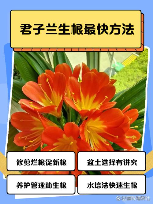 君子兰用叶子生根秘法（如何用君子兰叶子生根）-第1张图片-花花知道网