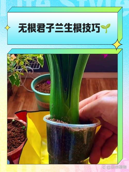 君子兰用叶子生根秘法（如何用君子兰叶子生根）-第4张图片-花花知道网