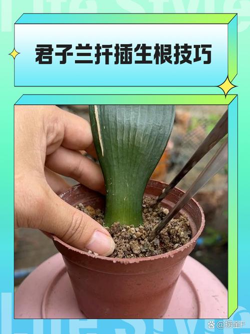 君子兰用叶子生根秘法（如何用君子兰叶子生根）-第5张图片-花花知道网