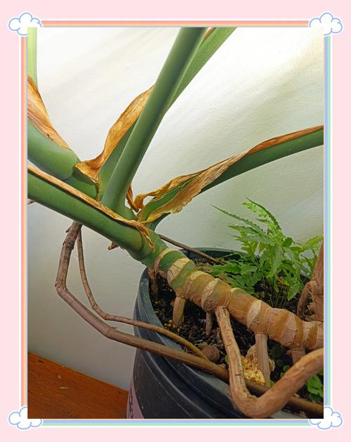 龟背竹的气根该如何处理（龟背竹气根繁殖图解）-第2张图片-花花知道网