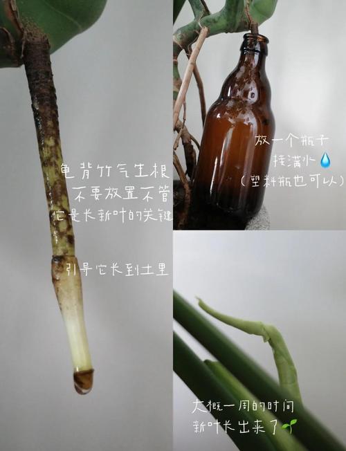 龟背竹的气根该如何处理（龟背竹气根繁殖图解）-第3张图片-花花知道网