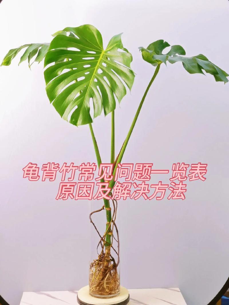 龟背竹的气根该如何处理（龟背竹气根繁殖图解）-第5张图片-花花知道网