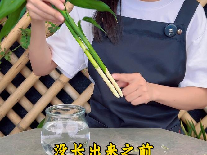 富贵竹怎么修剪根部（富贵竹怎么修剪根部视频）-第2张图片-花花知道网