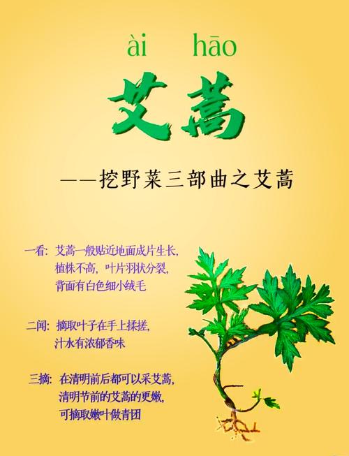 野生艾叶采摘最佳时间（野生艾叶采摘最佳时间图片）-第1张图片-花花知道网