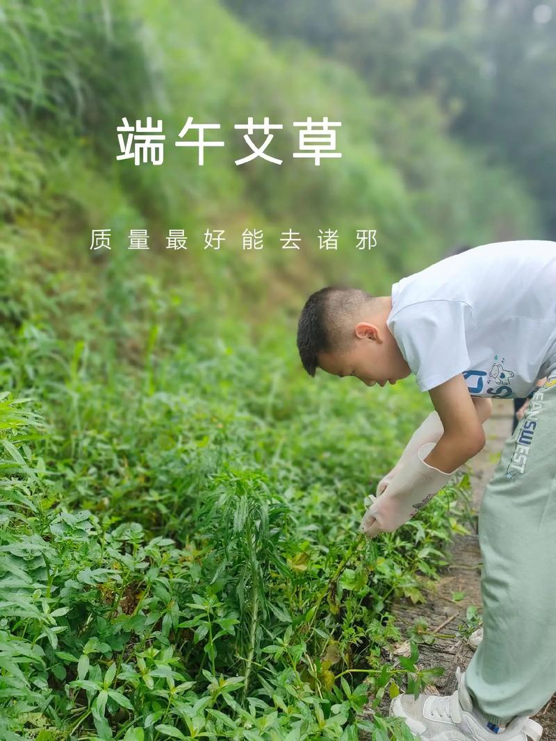 野生艾叶采摘最佳时间（野生艾叶采摘最佳时间图片）-第2张图片-花花知道网