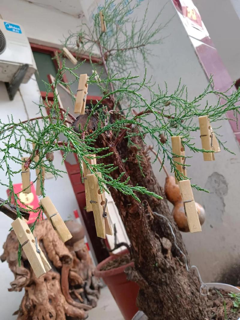 柽柳花怎么养殖（柽柳的养殖方法）-第1张图片-花花知道网