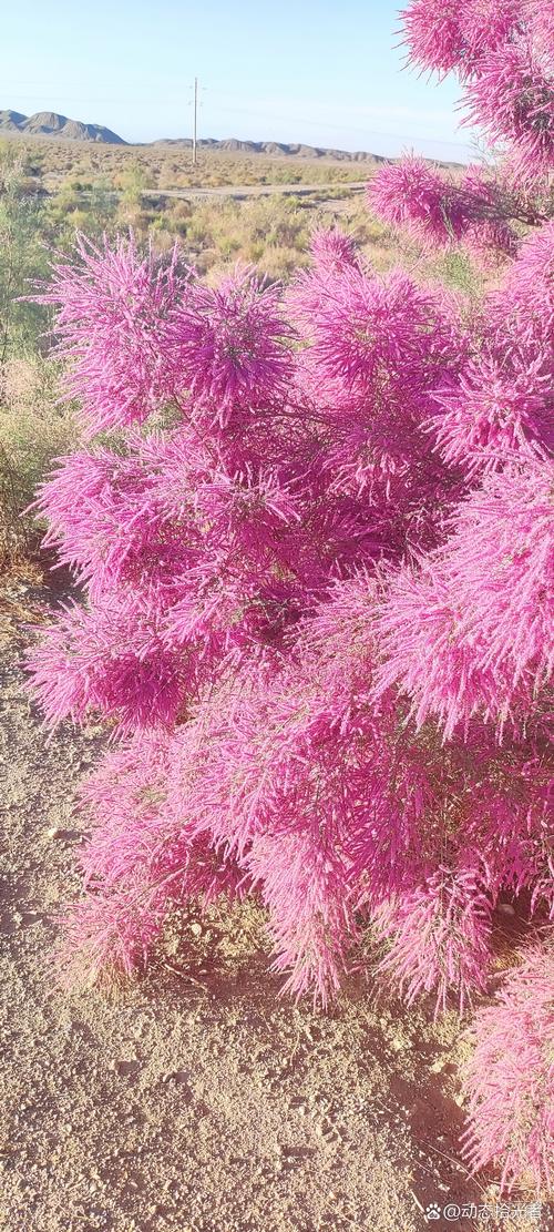 柽柳花怎么养殖（柽柳的养殖方法）-第4张图片-花花知道网