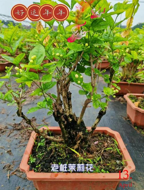 茉莉怎么换盆(茉莉花怎样换盆换土)-第5张图片-花花知道网 茉莉怎么换盆(茉莉花怎样换盆换土)-第5张图片-花花知道网