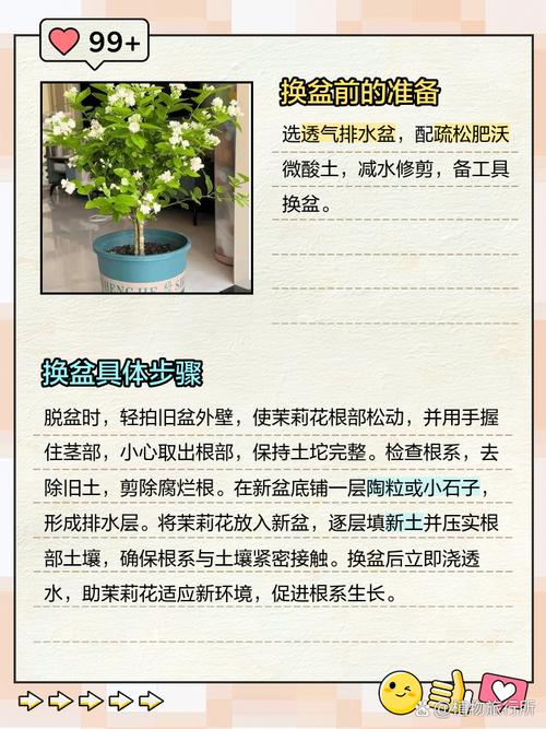 茉莉怎么换盆(茉莉花怎样换盆换土)-第6张图片-花花知道网 茉莉怎么换盆(茉莉花怎样换盆换土)-第6张图片-花花知道网