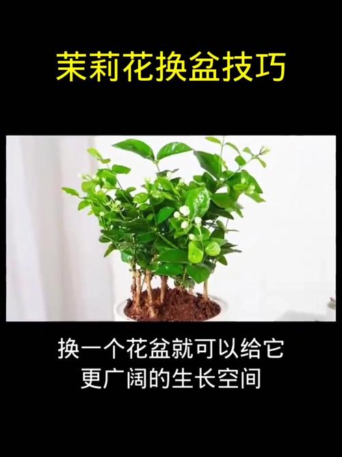 茉莉怎么换盆(茉莉花怎样换盆换土)-第7张图片-花花知道网 茉莉怎么换盆(茉莉花怎样换盆换土)-第7张图片-花花知道网