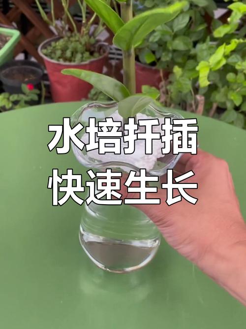 怎么让金钱树快长新芽(怎么让金钱树快长新芽呢)-第2张图片-花花知道网 怎么让金钱树快长新芽(怎么让金钱树快长新芽呢)-第2张图片-花花知道网