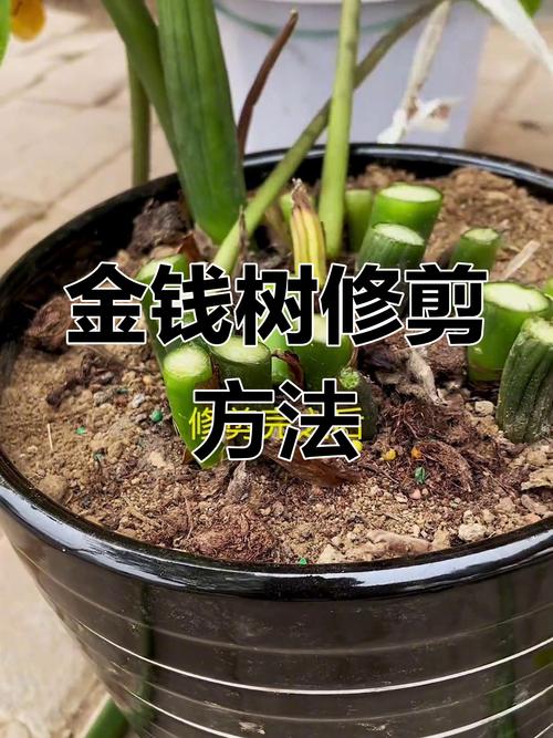 怎么让金钱树快长新芽(怎么让金钱树快长新芽呢)-第4张图片-花花知道网 怎么让金钱树快长新芽(怎么让金钱树快长新芽呢)-第4张图片-花花知道网
