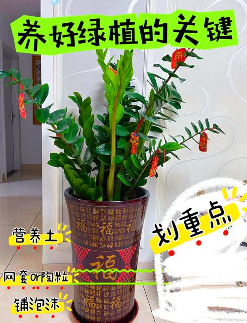 怎么让金钱树快长新芽(怎么让金钱树快长新芽呢)-第6张图片-花花知道网 怎么让金钱树快长新芽(怎么让金钱树快长新芽呢)-第6张图片-花花知道网
