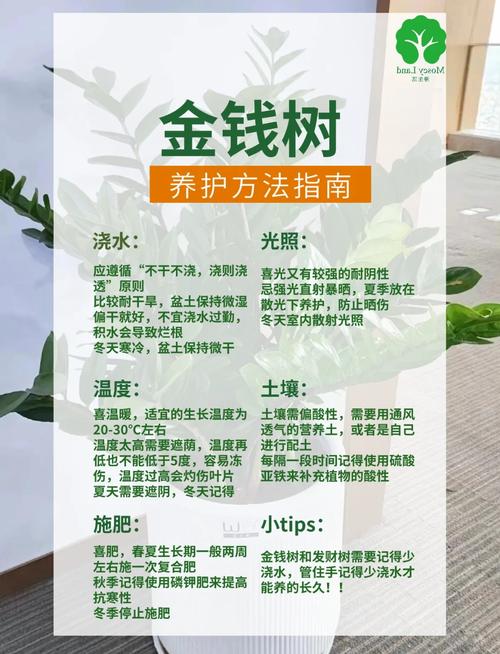 怎么让金钱树快长新芽(怎么让金钱树快长新芽呢)-第7张图片-花花知道网 怎么让金钱树快长新芽(怎么让金钱树快长新芽呢)-第7张图片-花花知道网
