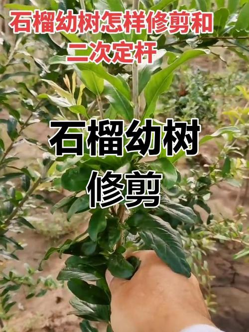 月季石榴怎么修剪(月季石榴盆景)-第3张图片-花花知道网 月季石榴怎么修剪(月季石榴盆景)-第3张图片-花花知道网
