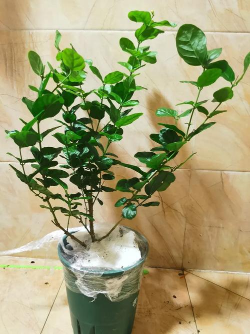 盆栽茉莉在几月份修剪(盆栽茉莉什么时候开花)-第1张图片-花花知道网 盆栽茉莉在几月份修剪(盆栽茉莉什么时候开花)-第1张图片-花花知道网