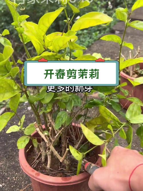 盆栽茉莉在几月份修剪(盆栽茉莉什么时候开花)-第3张图片-花花知道网 盆栽茉莉在几月份修剪(盆栽茉莉什么时候开花)-第3张图片-花花知道网