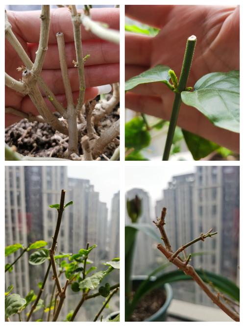 盆栽茉莉在几月份修剪(盆栽茉莉什么时候开花)-第6张图片-花花知道网 盆栽茉莉在几月份修剪(盆栽茉莉什么时候开花)-第6张图片-花花知道网
