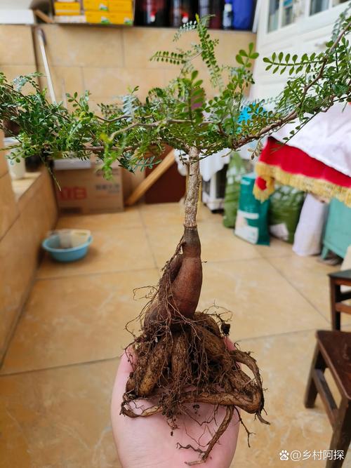 象腿树怎么养(象腿树又叫什么)-第1张图片-花花知道网 象腿树怎么养(象腿树又叫什么)-第1张图片-花花知道网