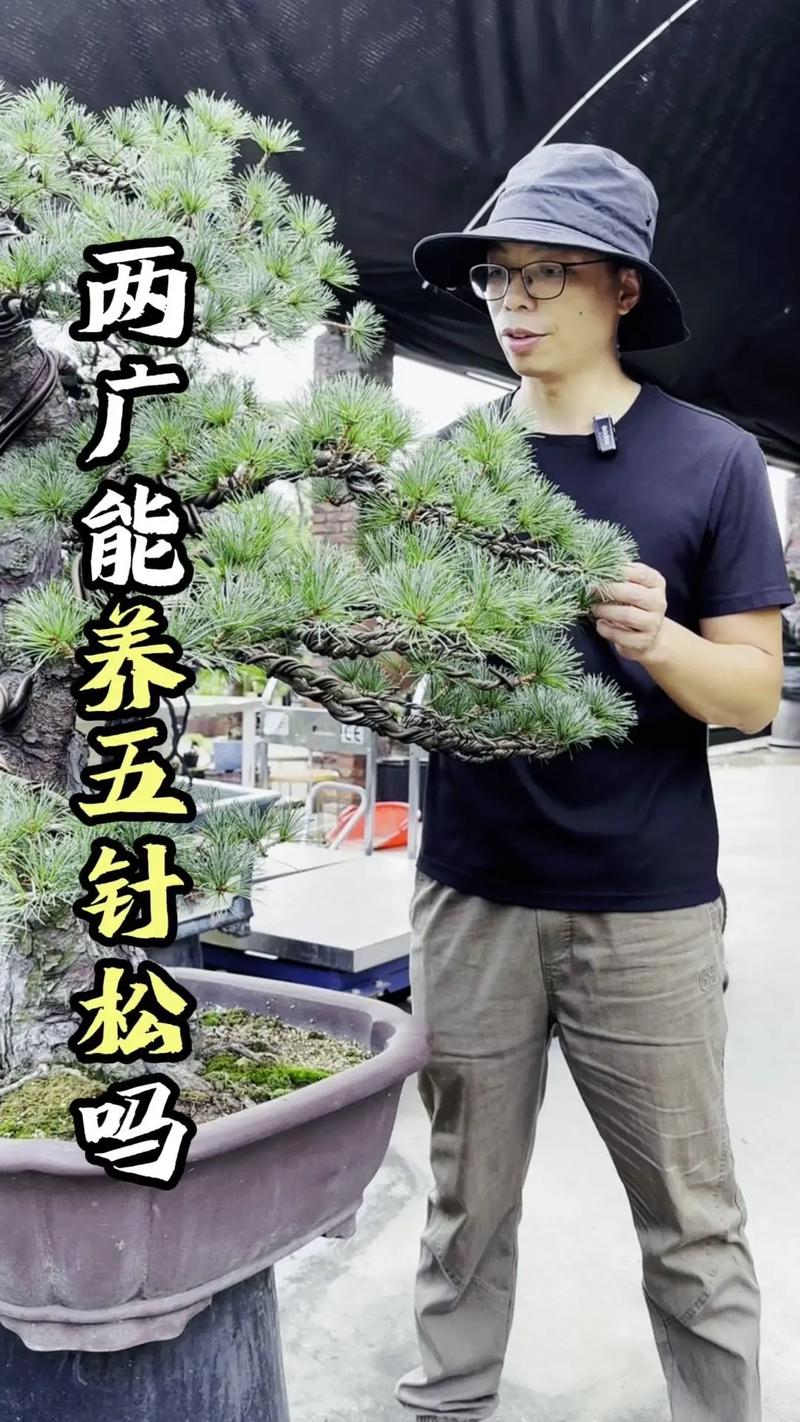 盆栽松树怎么种植(盆栽松树怎么种植方法)-第1张图片-花花知道网 盆栽松树怎么种植(盆栽松树怎么种植方法)-第1张图片-花花知道网