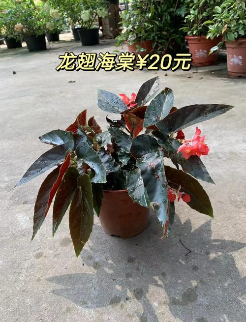 龙翅海棠的繁殖方法(龙翅海棠怎么养)-第1张图片-花花知道网 龙翅海棠的繁殖方法(龙翅海棠怎么养)-第1张图片-花花知道网