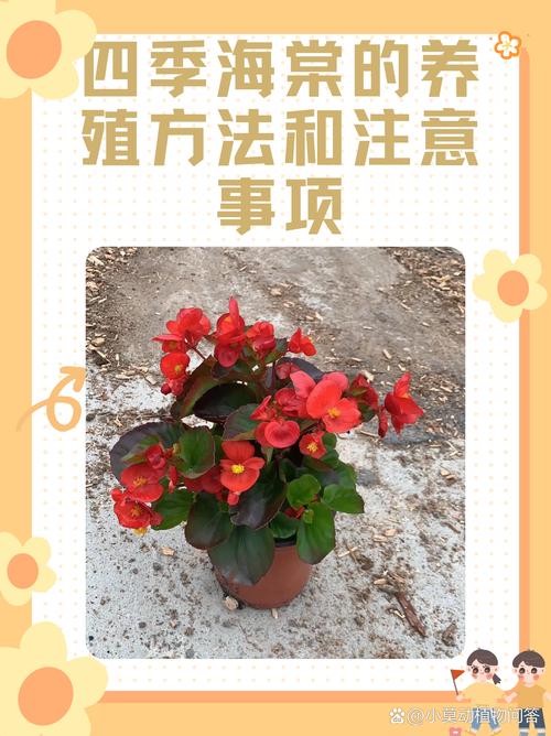龙翅海棠的繁殖方法(龙翅海棠怎么养)-第3张图片-花花知道网 龙翅海棠的繁殖方法(龙翅海棠怎么养)-第3张图片-花花知道网