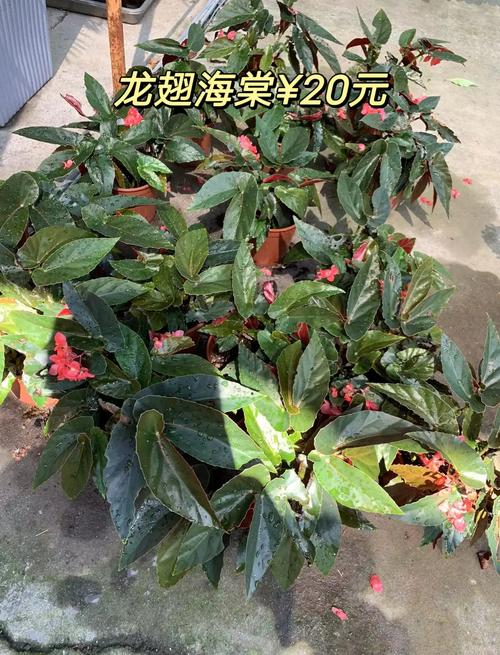 龙翅海棠的繁殖方法(龙翅海棠怎么养)-第4张图片-花花知道网 龙翅海棠的繁殖方法(龙翅海棠怎么养)-第4张图片-花花知道网