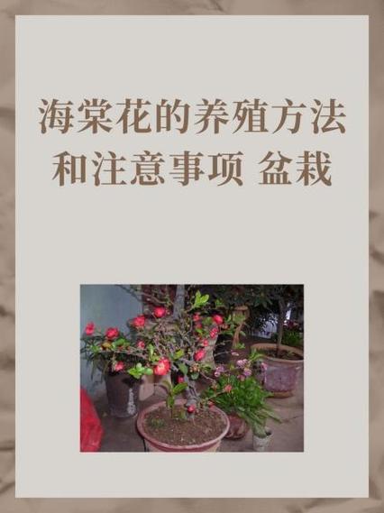 龙翅海棠的繁殖方法(龙翅海棠怎么养)-第5张图片-花花知道网 龙翅海棠的繁殖方法(龙翅海棠怎么养)-第5张图片-花花知道网