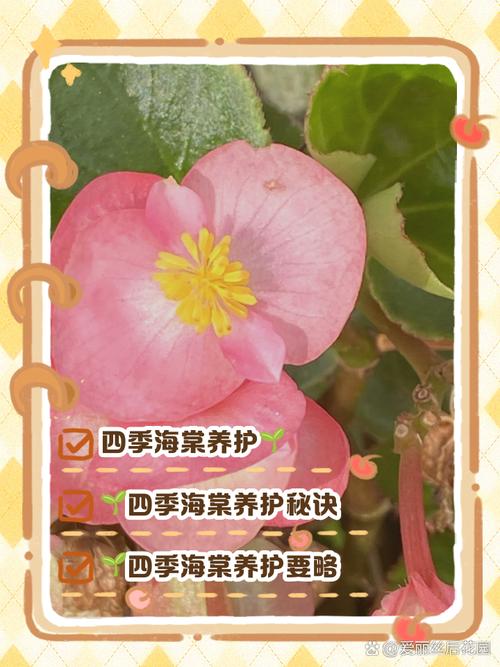 龙翅海棠的繁殖方法(龙翅海棠怎么养)-第8张图片-花花知道网 龙翅海棠的繁殖方法(龙翅海棠怎么养)-第8张图片-花花知道网