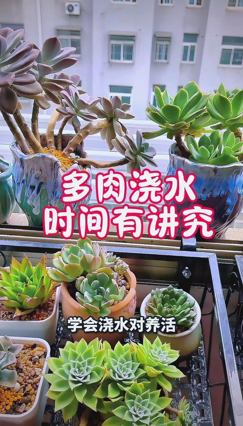 多肉怎么浇水(刚换盆的多肉怎么浇水)-第7张图片-花花知道网 多肉怎么浇水(刚换盆的多肉怎么浇水)-第7张图片-花花知道网