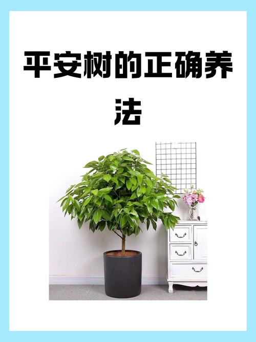 平安树的繁殖方法(平安树的繁殖方法与栽培技术)-第2张图片-花花知道网 平安树的繁殖方法(平安树的繁殖方法与栽培技术)-第2张图片-花花知道网