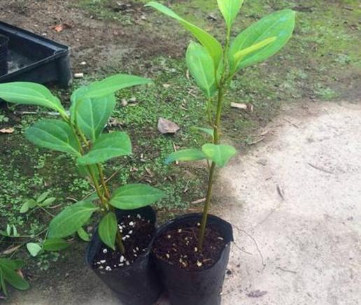 平安树的繁殖方法(平安树的繁殖方法与栽培技术)-第7张图片-花花知道网 平安树的繁殖方法(平安树的繁殖方法与栽培技术)-第7张图片-花花知道网