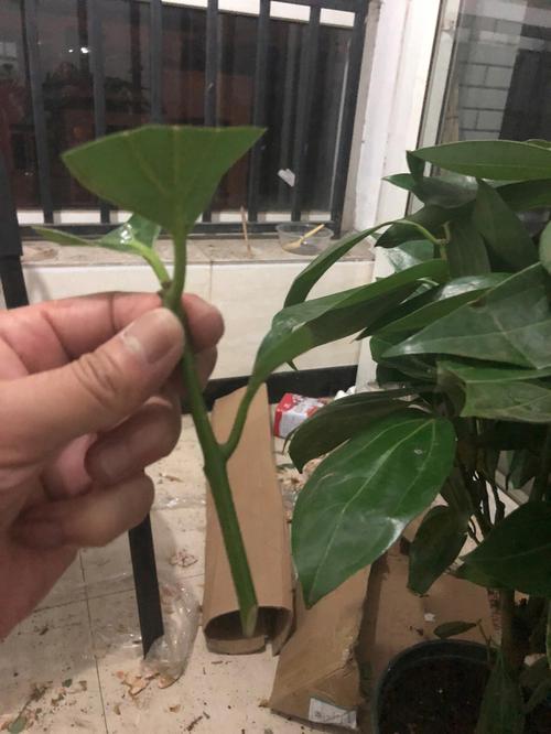 平安树的繁殖方法(平安树的繁殖方法与栽培技术)-第8张图片-花花知道网 平安树的繁殖方法(平安树的繁殖方法与栽培技术)-第8张图片-花花知道网