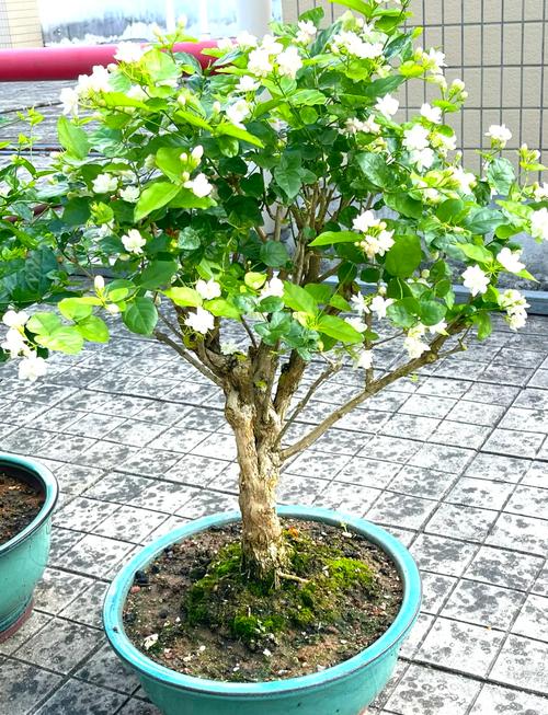 茉莉怎么养才长得好(茉莉怎么养活)-第1张图片-花花知道网 茉莉怎么养才长得好(茉莉怎么养活)-第1张图片-花花知道网