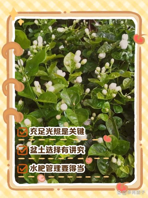 茉莉怎么养才长得好(茉莉怎么养活)-第2张图片-花花知道网 茉莉怎么养才长得好(茉莉怎么养活)-第2张图片-花花知道网