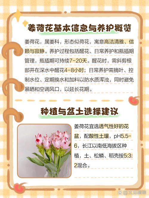 姜荷花怎么养(姜荷花怎么养殖方法和注意事项)-第1张图片-花花知道网 姜荷花怎么养(姜荷花怎么养殖方法和注意事项)-第1张图片-花花知道网