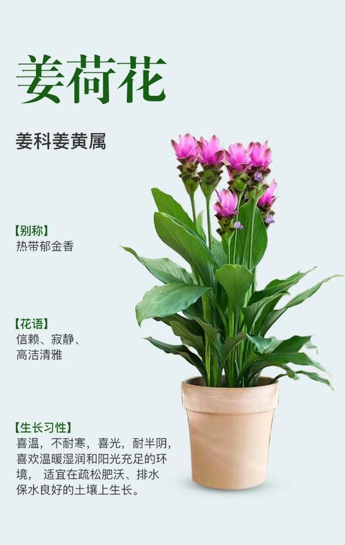 姜荷花怎么养(姜荷花怎么养殖方法和注意事项)-第5张图片-花花知道网 姜荷花怎么养(姜荷花怎么养殖方法和注意事项)-第5张图片-花花知道网