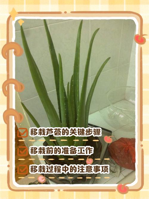 芦荟怎么分株(芦荟怎么分株视频)-第5张图片-花花知道网 芦荟怎么分株(芦荟怎么分株视频)-第5张图片-花花知道网