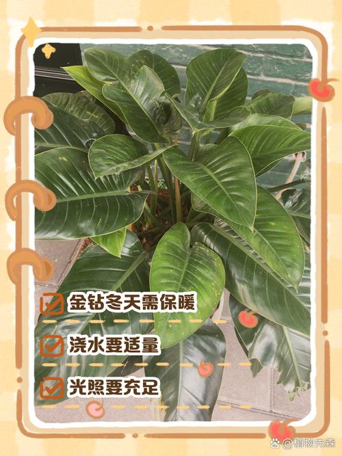 金钻冬天怎么养（金钻冬天怕冻吗）-第4张图片-花花知道网