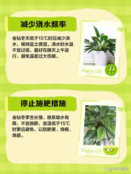 金钻冬天怎么养（金钻冬天怕冻吗）-第6张图片-花花知道网