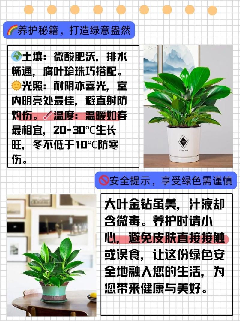 金钻冬天怎么养（金钻冬天怕冻吗）-第7张图片-花花知道网