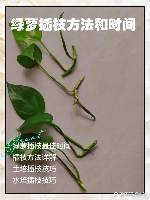 绿萝扦插快速生根方法(绿萝扦插成活率高的方法)-第1张图片-花花知道网 绿萝扦插快速生根方法(绿萝扦插成活率高的方法)-第1张图片-花花知道网