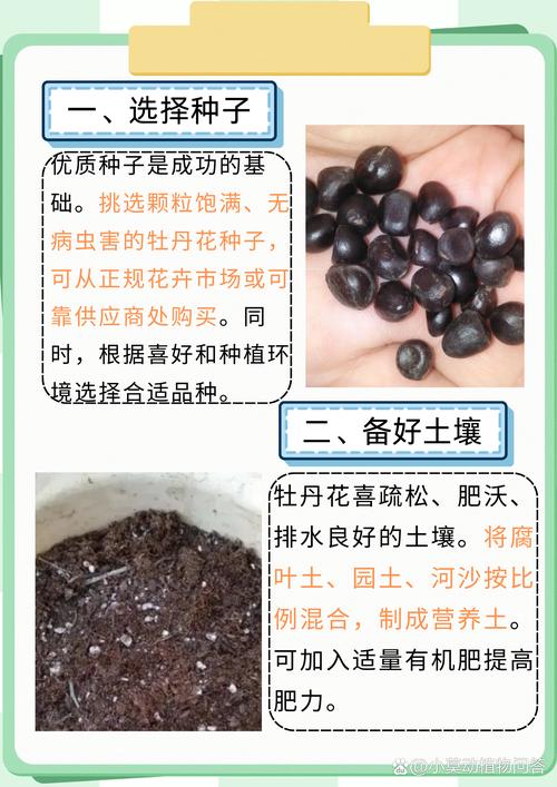 牡丹种子什么时候种(芍药种子几月播种)-第6张图片-花花知道网 牡丹种子什么时候种(芍药种子几月播种)-第6张图片-花花知道网
