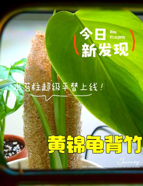 挖出来的“丝瓜瓤”还能养花(丝瓜瓤子可以吃吗)-第2张图片-花花知道网 挖出来的“丝瓜瓤”还能养花(丝瓜瓤子可以吃吗)-第2张图片-花花知道网