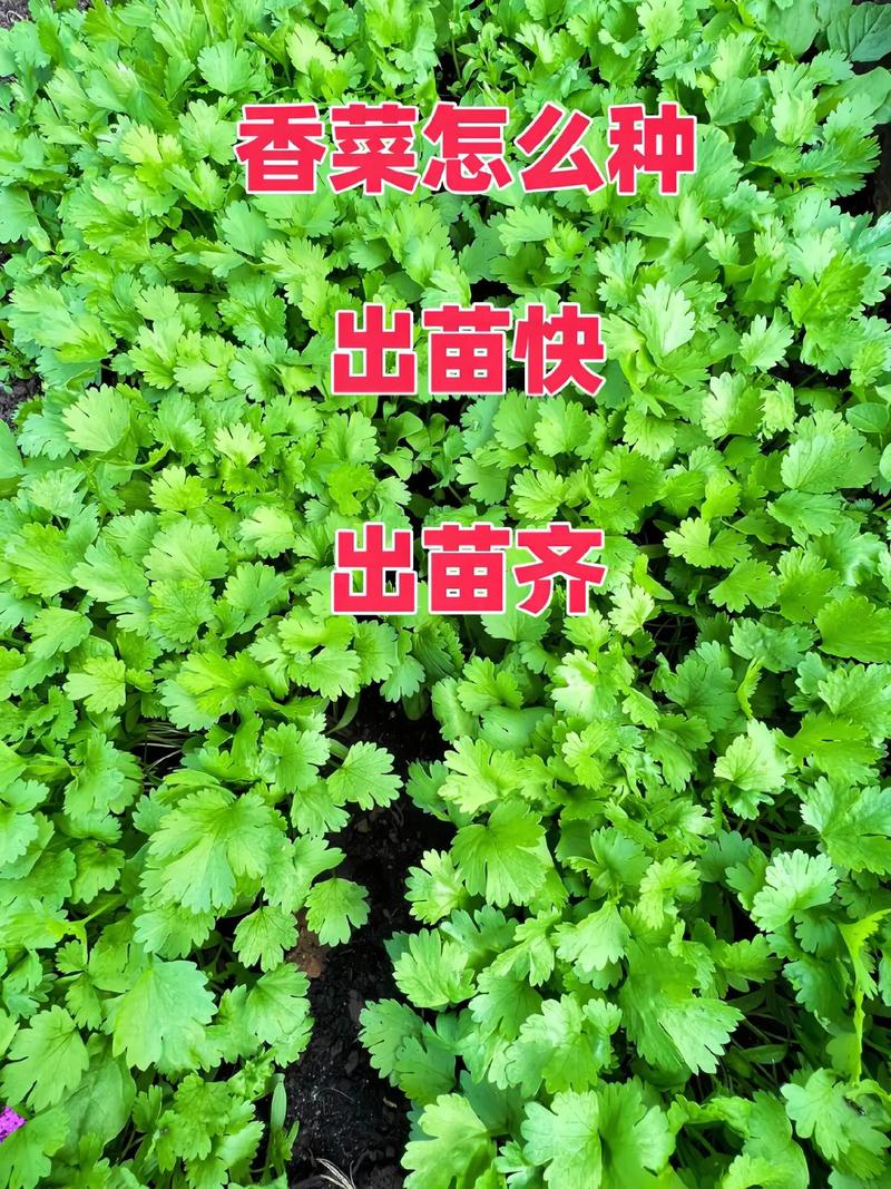 怎么种香菜出苗快（怎么种香菜出苗快视频）-第3张图片-花花知道网