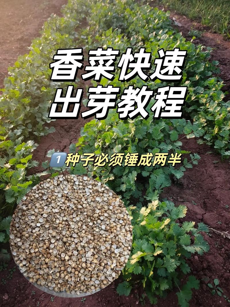 怎么种香菜出苗快（怎么种香菜出苗快视频）-第4张图片-花花知道网